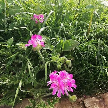 Muckruss An Oasis Of Tranquility * Clonakilty