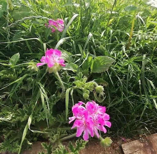 Muckruss An Oasis Of Tranquility * 크로나킬티