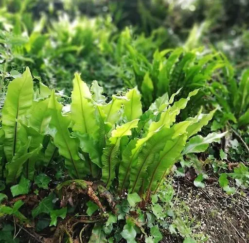 Muckruss An Oasis Of Tranquility 펜션 *